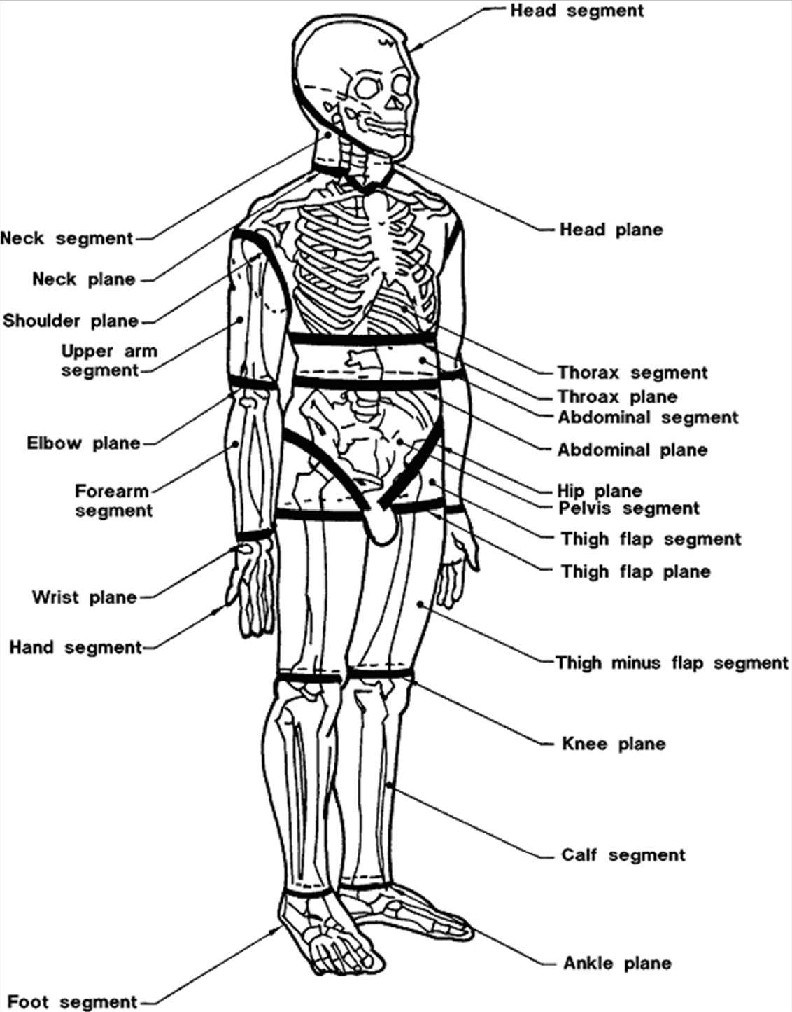 Obr. 1 Pohybové segmenty ľudského tela